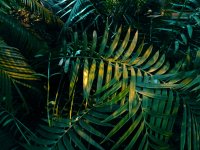 Zo maak je van je tuin een weelderige jungletuin