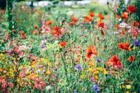 Waarom steeds meer tuinen overstappen op inheemse planten