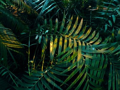 Zo maak je van je tuin een weelderige jungletuin