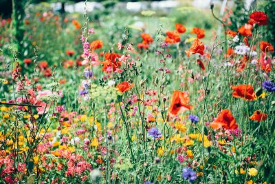 Waarom steeds meer tuinen overstappen op inheemse planten