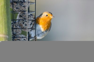 Zo helpt jouw tuin vogels de winter doorkomen